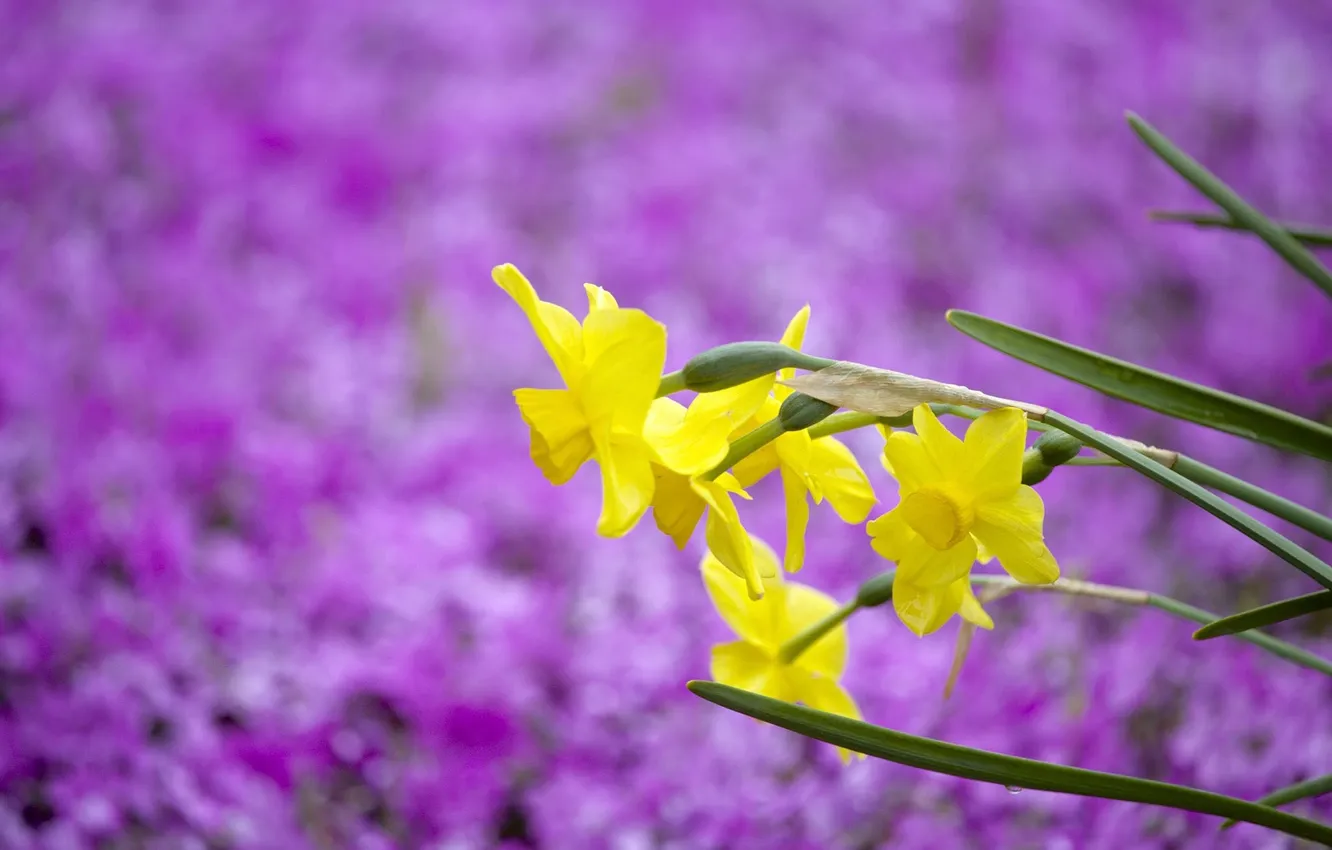 Фото обои фиолетовый, цветы, фон, размытость, жёлтые, нарциссы