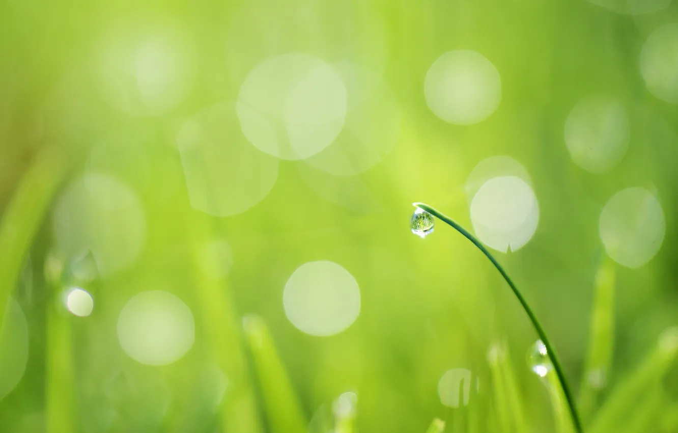 Фото обои зелень, трава, блики, капля, травинка