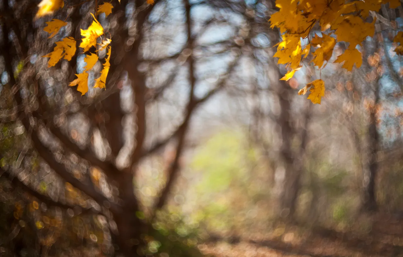 Фото обои осень, листья, деревья, дымка