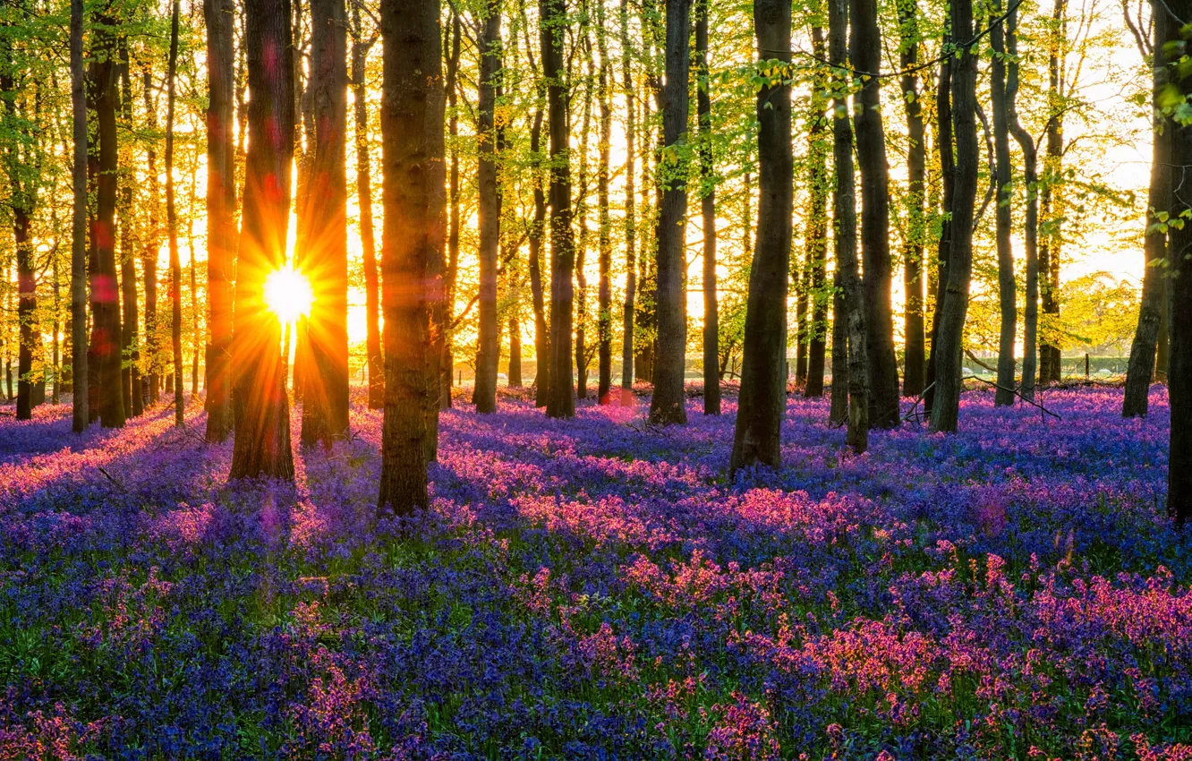 Фото обои лес, солнце, цветы, весна