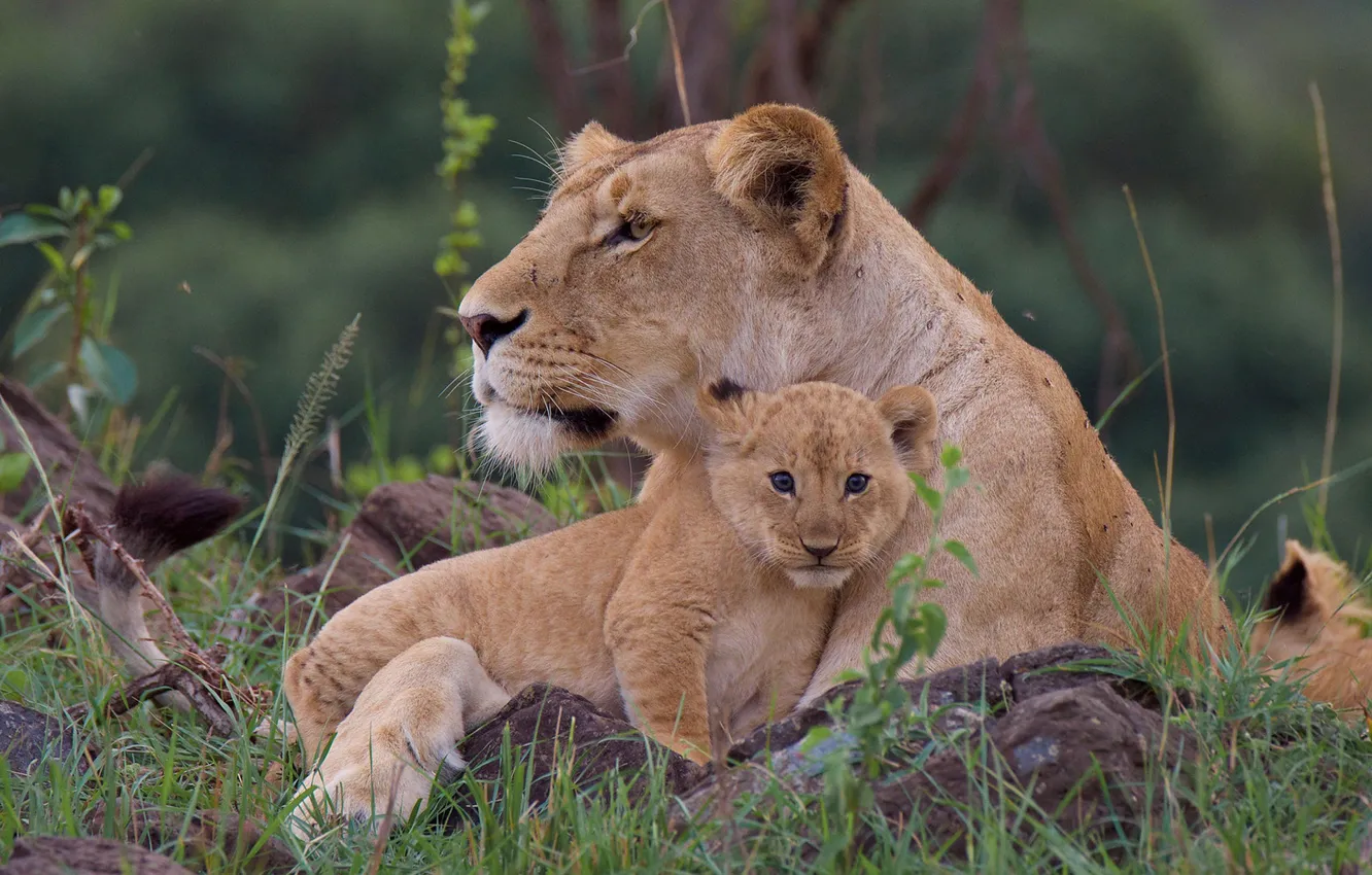 Фото обои трава, детёныш, дикие кошки, львы, львица, львёнок