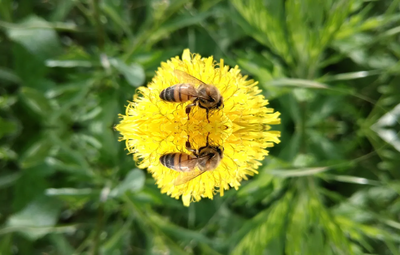 Фото обои пчела, одуванчик, зеркало