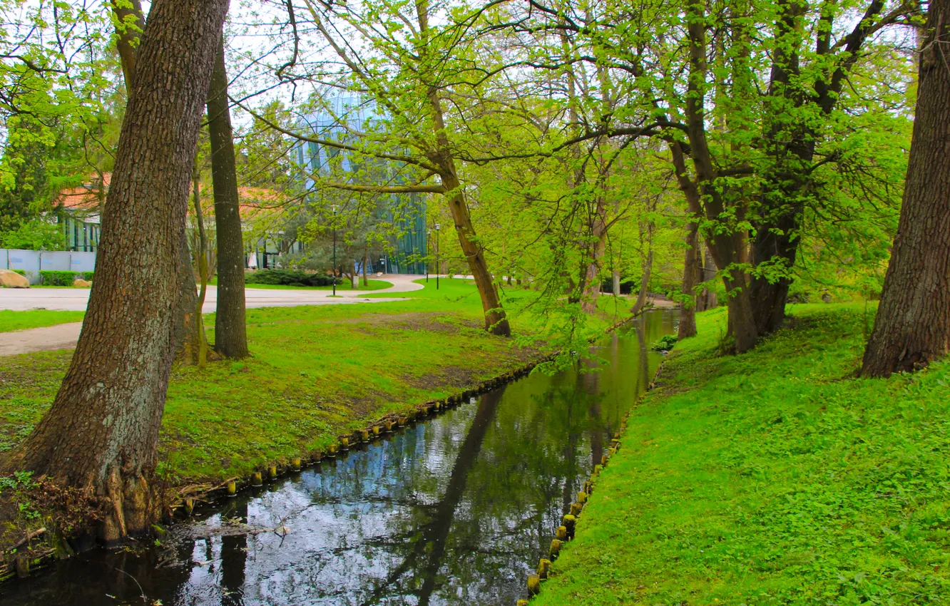 Фото обои river, water, park, tree, spring