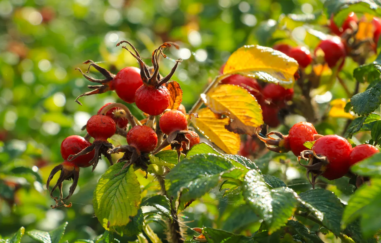 Фото обои red, rose, fruit