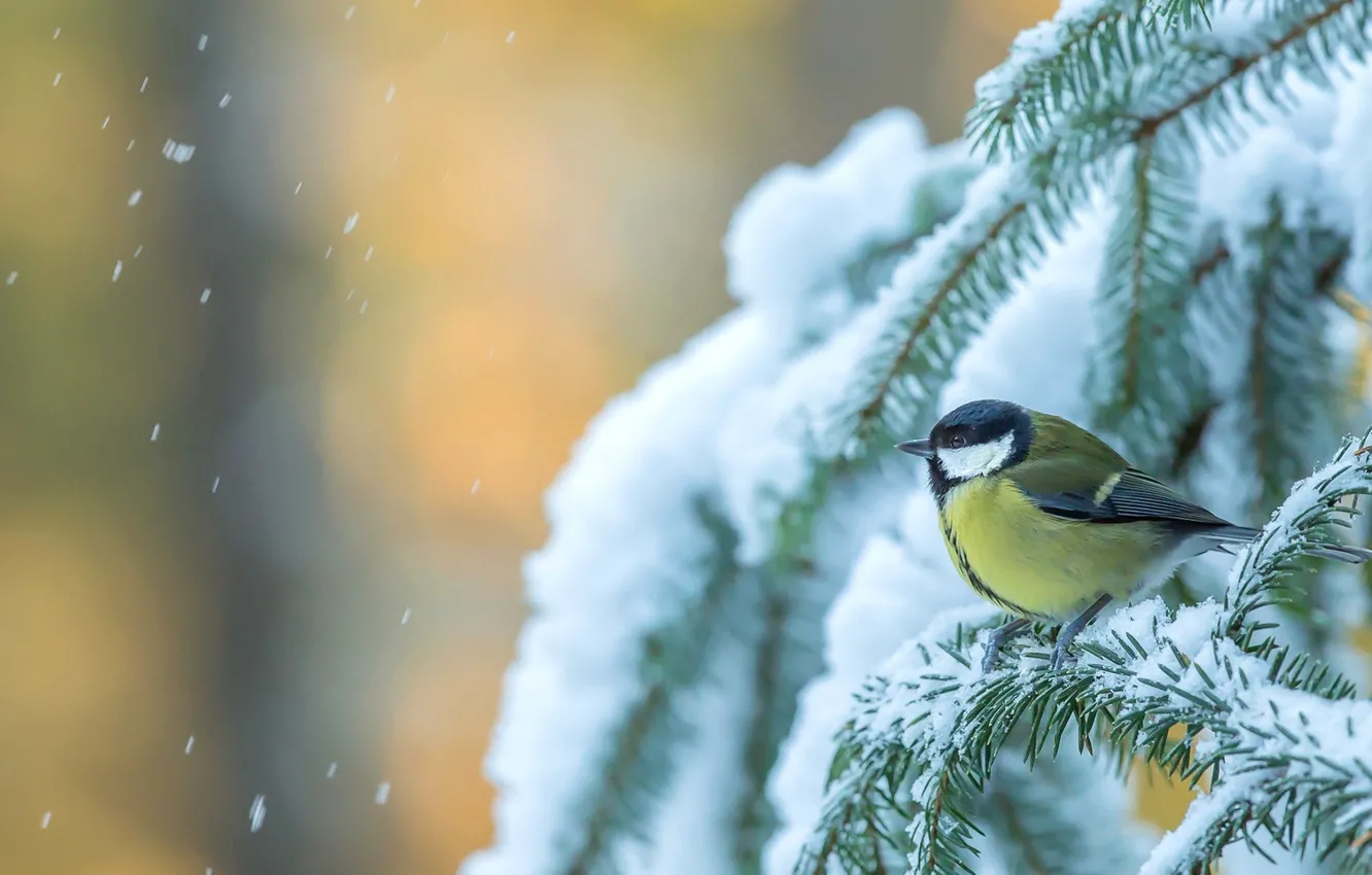 Фото обои зима, снег, дерево, птица, ель, синица