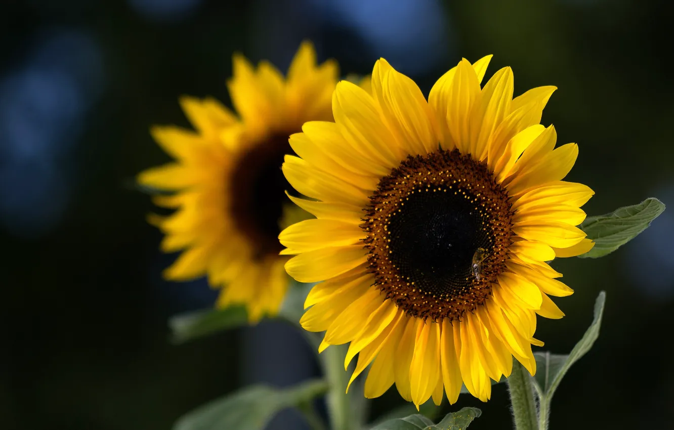Фото обои подсолнухи, лепестки, Sunflower