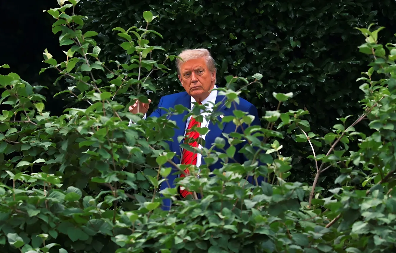 Фото обои кусты, политик, Трамп, Trump, президент США