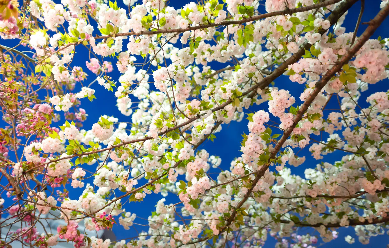 Фото обои небо, деревья, ветки, весна, сад