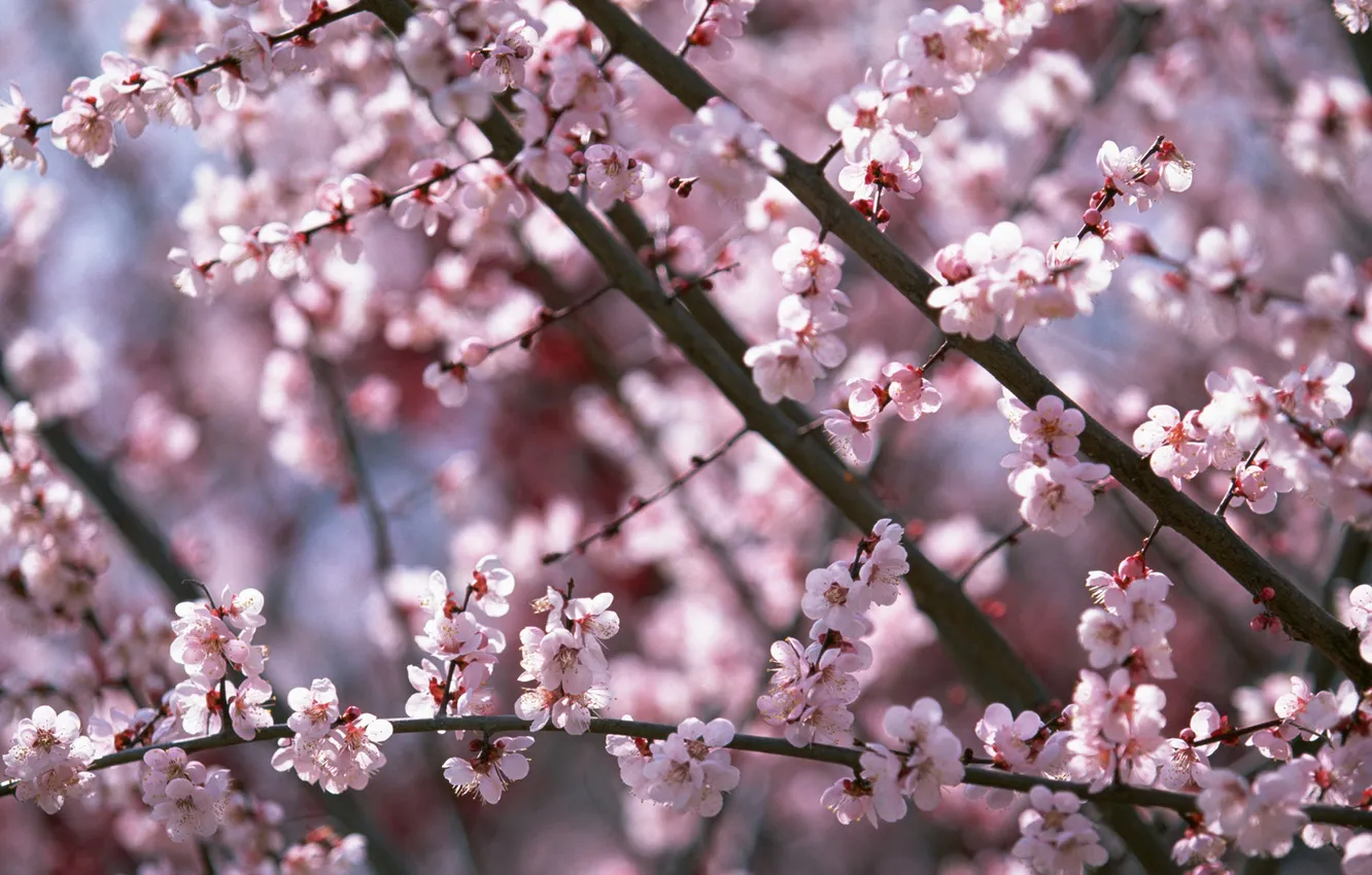 Фото обои дерево, розовый, Сакура