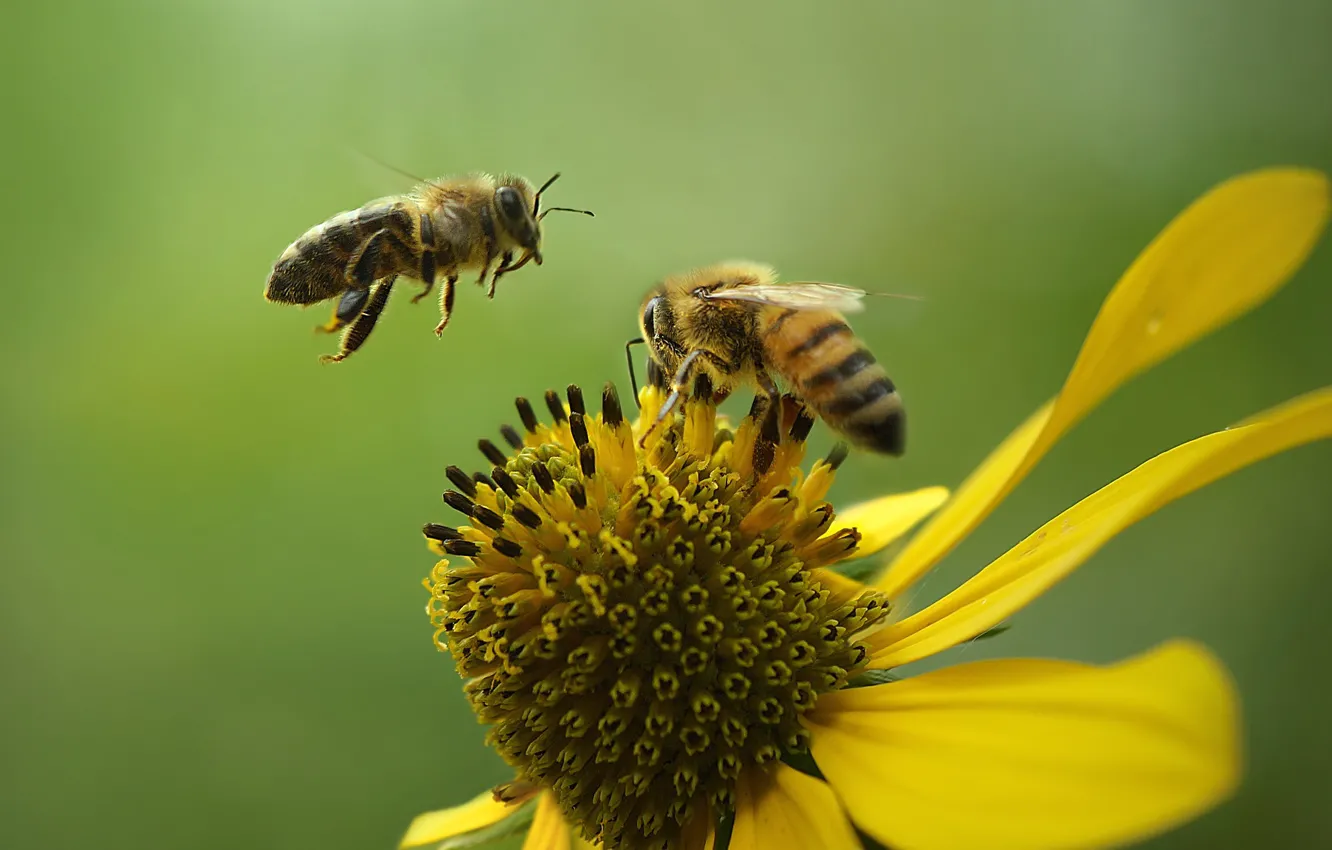 Фото обои цветок, лето, природа, пчёлы