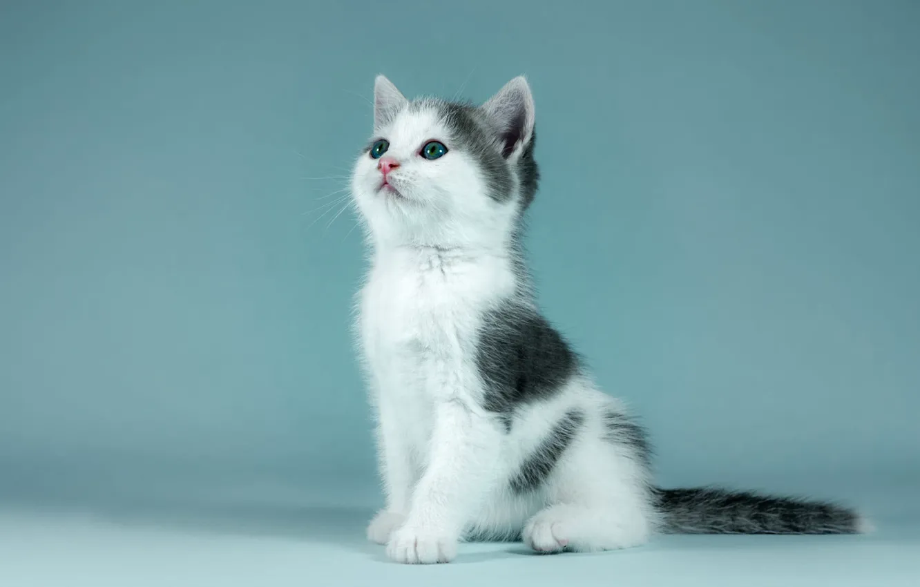 Фото обои кошка, взгляд, поза, котенок, фон, голубой, черно-белый, портрет
