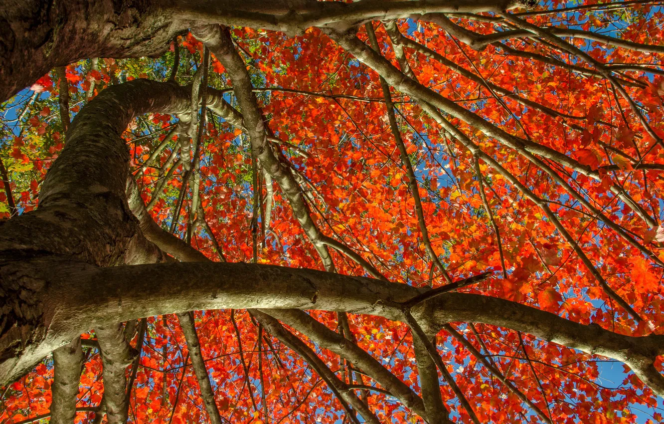 Фото обои осень, небо, листья, дерево, багрянец