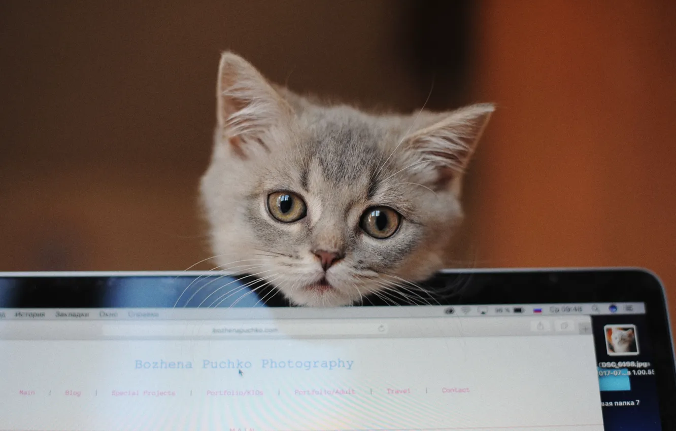 Фото обои взгляд, серый, мордочка, ноутбук, котёнок, Божена Пучко