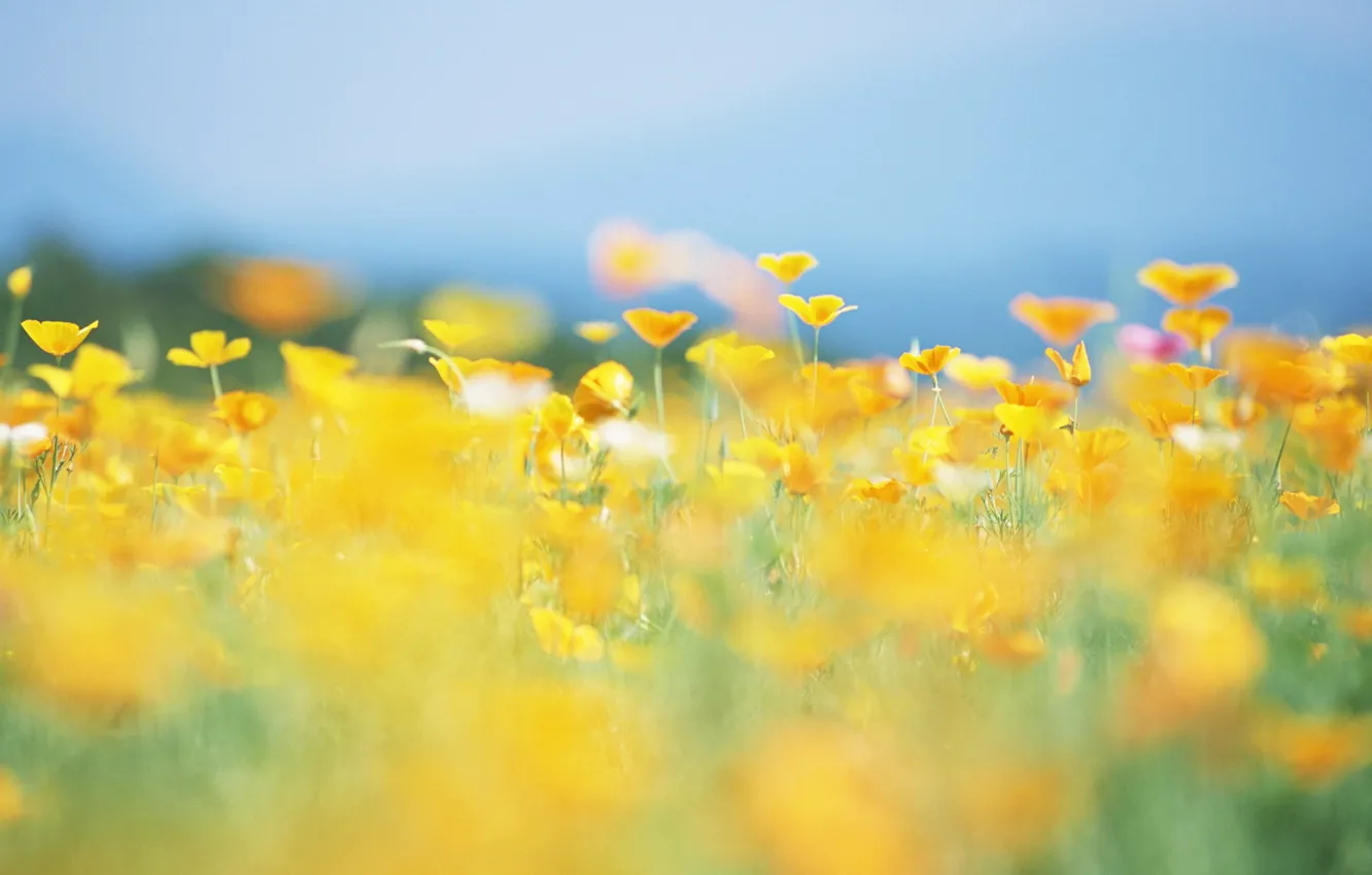 Фото обои лето, солнце, цветы, природа, поляна, желтые, размытость