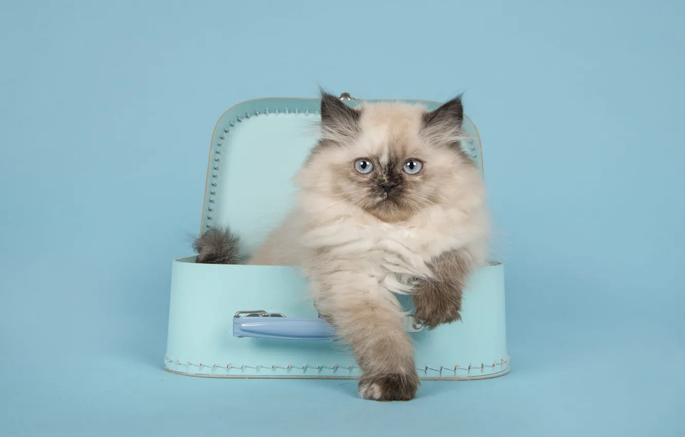 Фото обои кошка, взгляд, поза, котенок, лапки, пушистый, шкатулка, сумочка