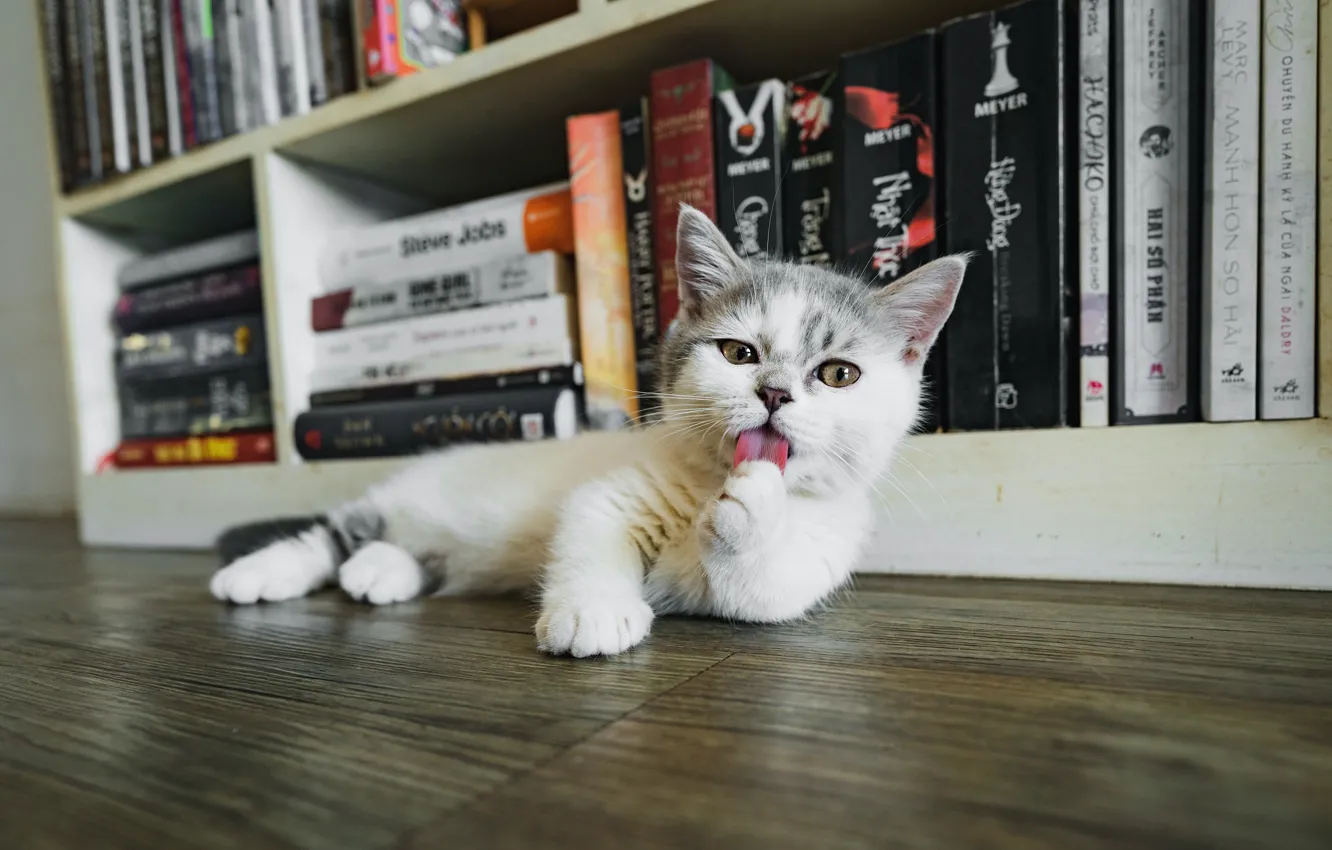Фото обои язык, кошка, котенок, комната, книги, пол, лежит, полки