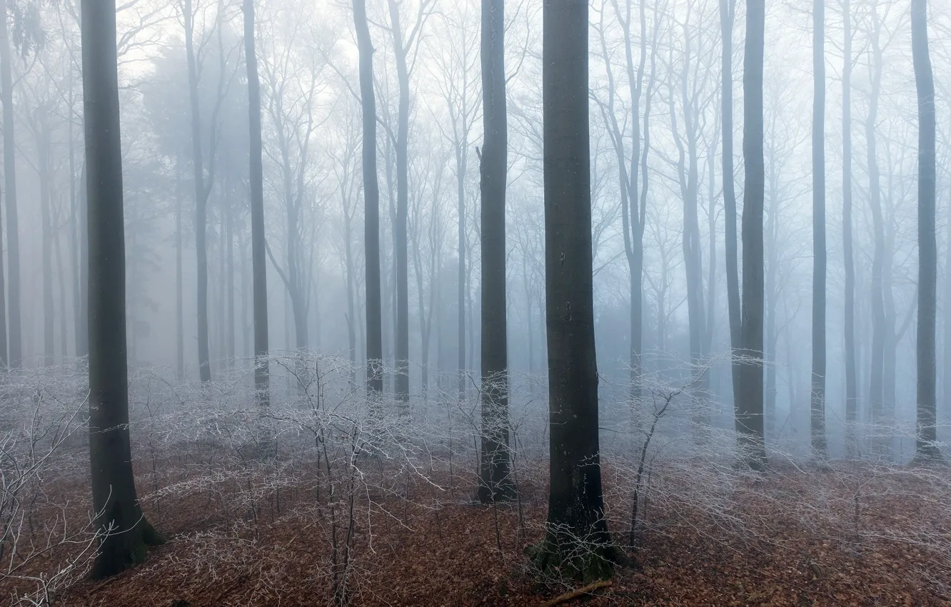 Фото обои осень, лес, природа, туман