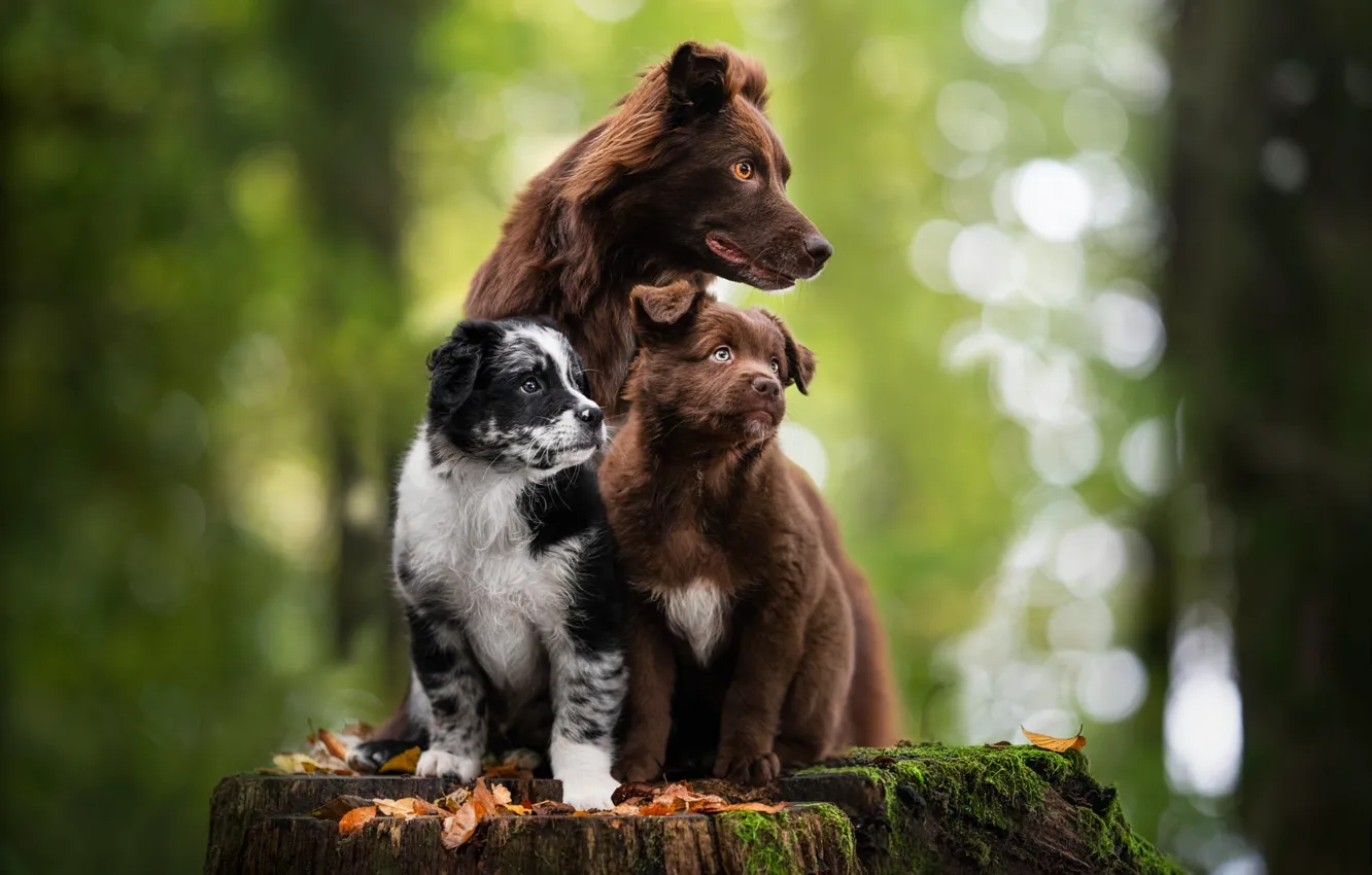 Фото обои животные, собаки, природа, пень, щенки, боке, щенята, аусси