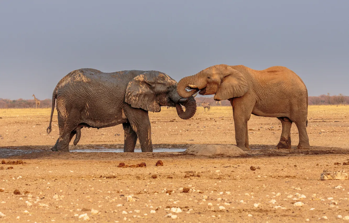 Фото обои Африка, Пара, Двое, Млекопитающие, Слоны, Купание, Самец, Дикая природа
