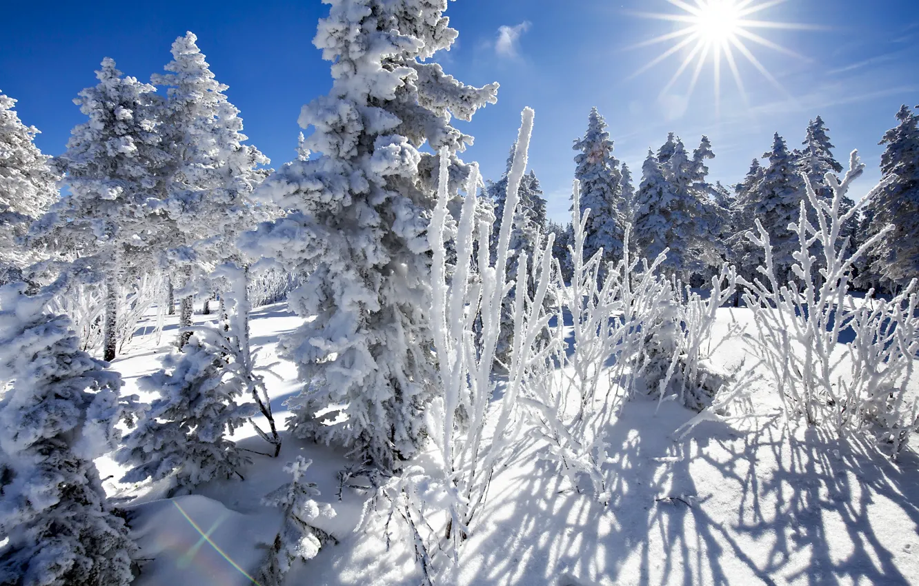 Фото обои зима, солнце, снег, деревья