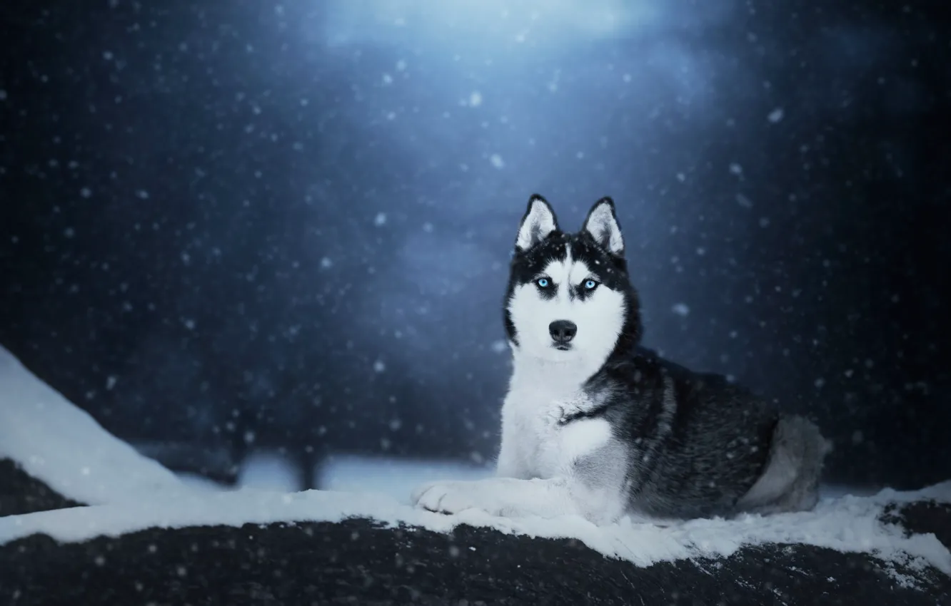 Фото обои зима, взгляд, морда, снег, природа, портрет, собака, снегопад
