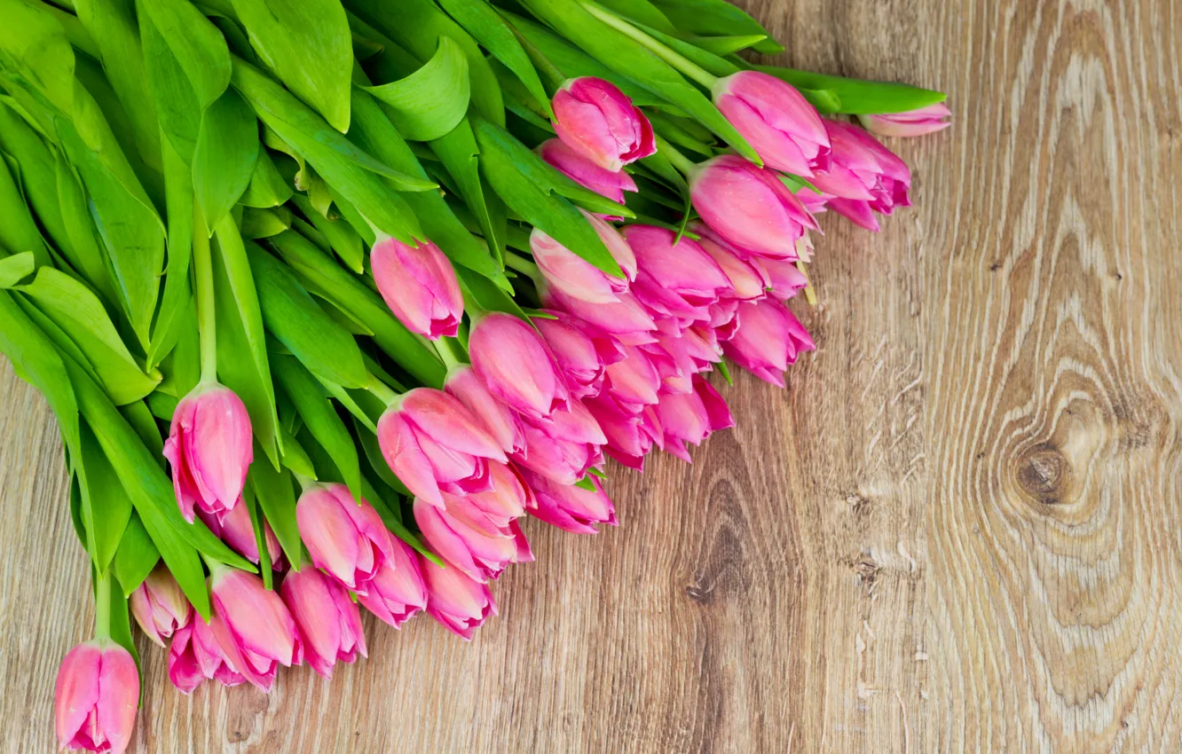 Фото обои цветы, тюльпаны, fresh, pink, flowers, tulips, spring