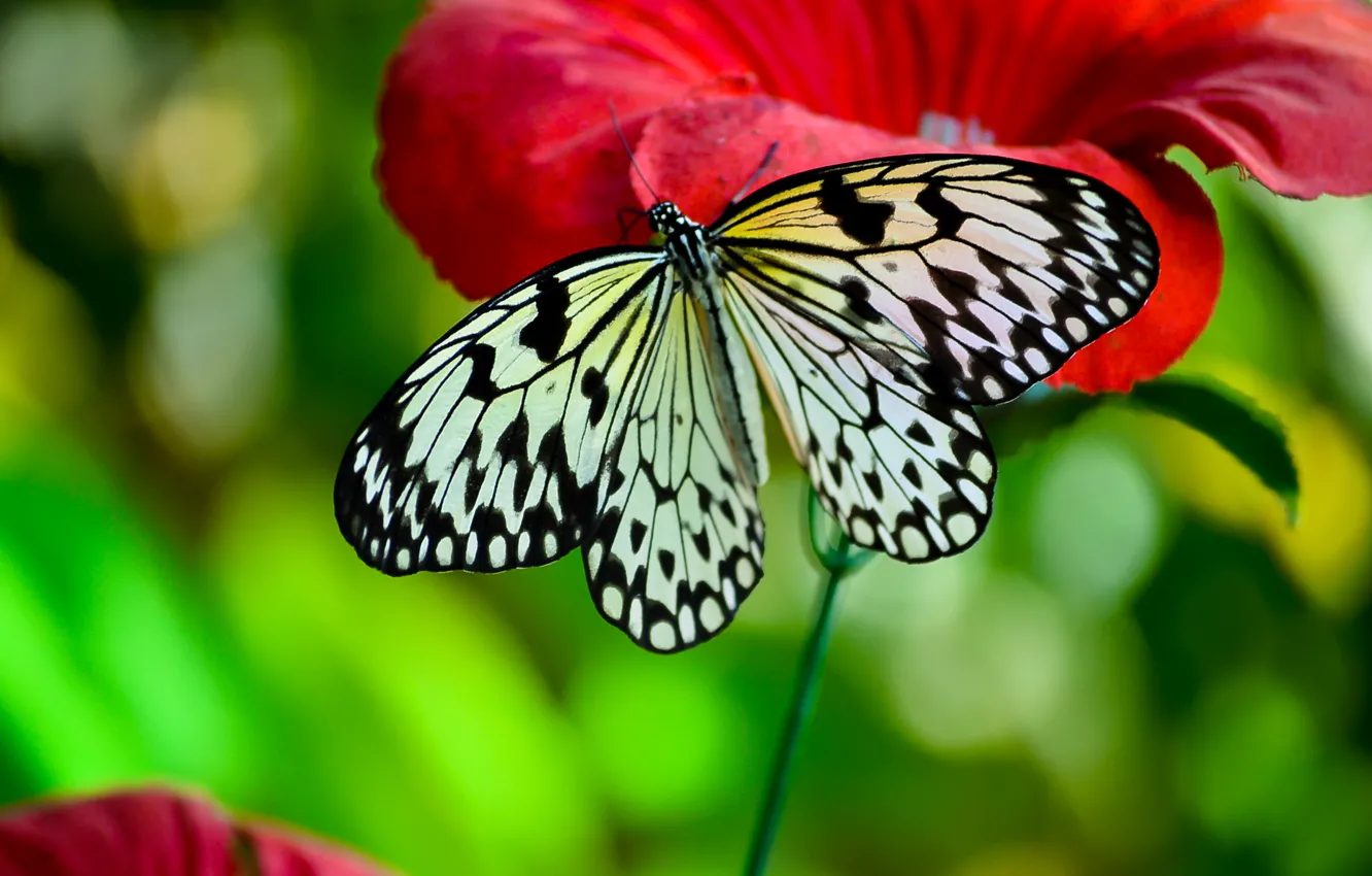 Фото обои макро, цветы, насекомые, бабочка