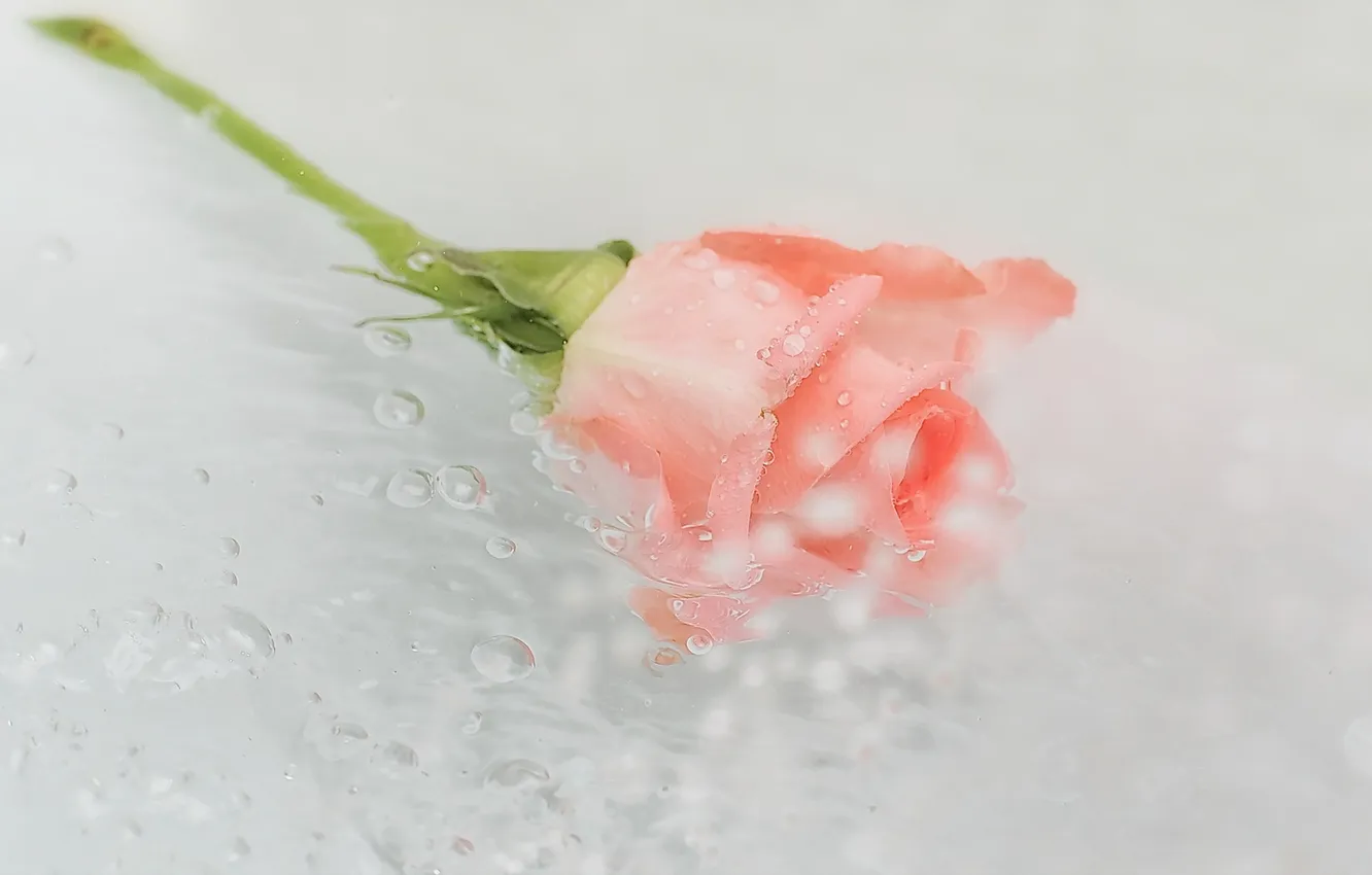 Фото обои цветок, вода, роза