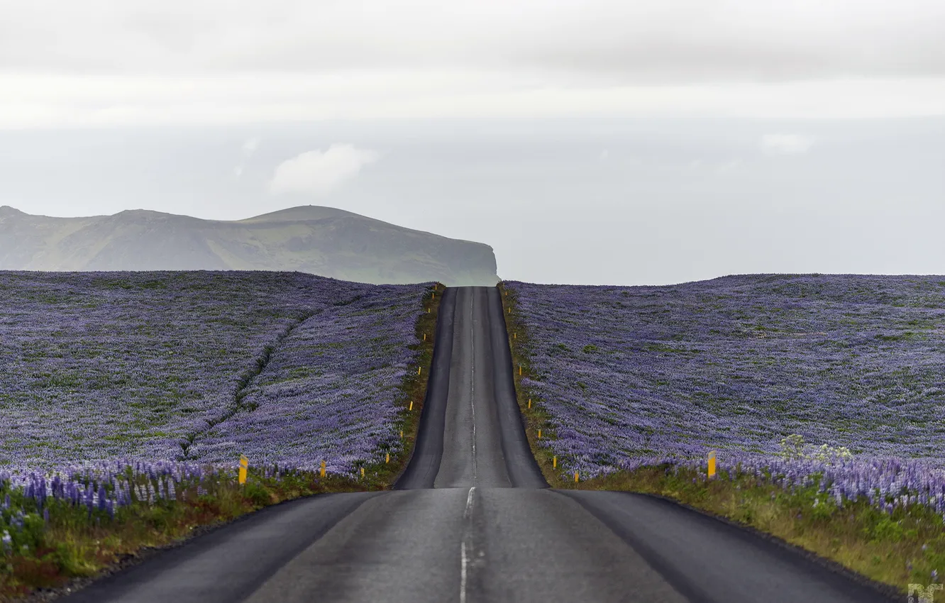 Фото обои дорога, поле, цветы