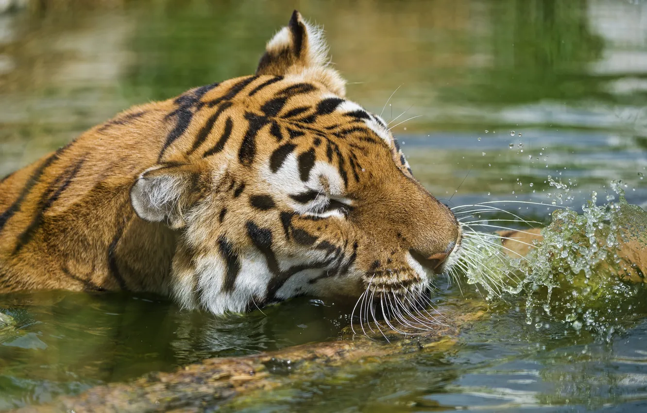 Фото обои морда, вода, брызги, тигр, купание, дикая кошка, водоем