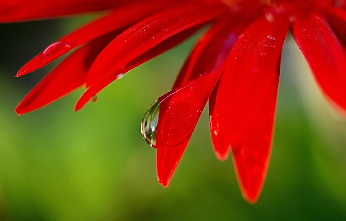 Фото обои цветок, макро, лепестки, капля воды, ярко красный