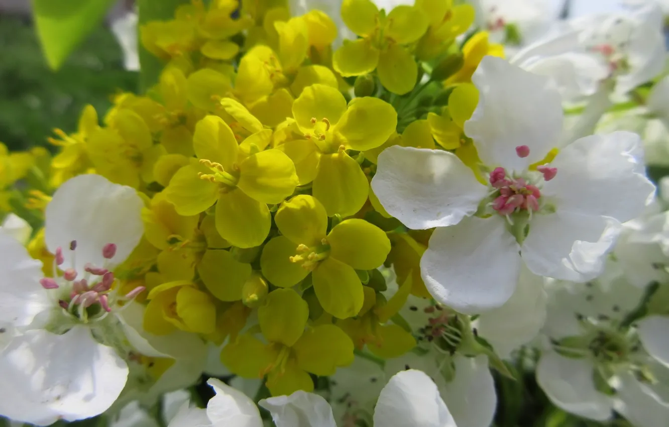Фото обои цветы, белые, жёлтые, весна 2018, Mamala ©