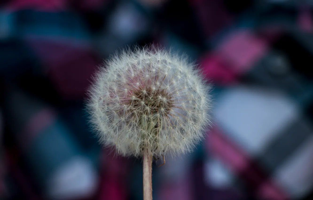 Фото обои цветы, природа, одуванчик, растение, одуванчик поздний, одуванчик осенний