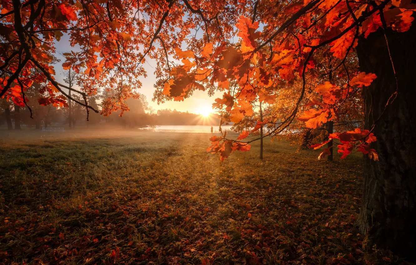 Фото обои осень, солнце, лучи, река, дерево, рассвет, листва