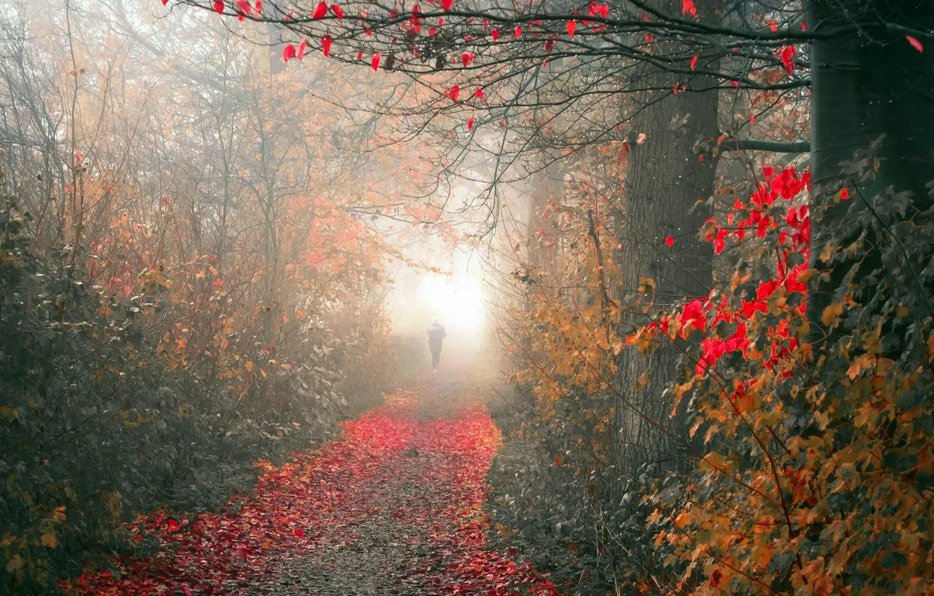 Фото обои осень, природа, туман, парк