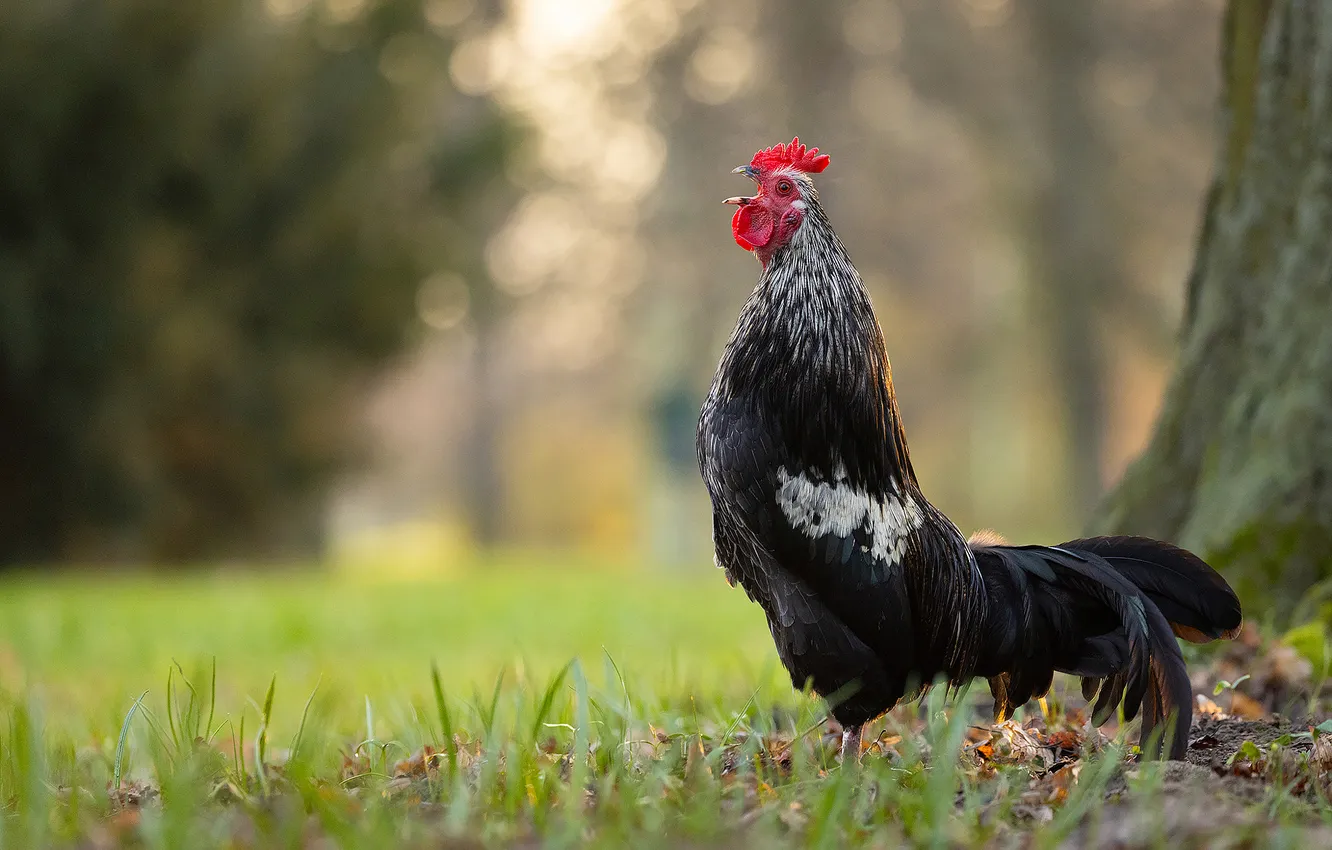 Фото обои трава, деревья, природа, парк, птица, поляна, черный, боке