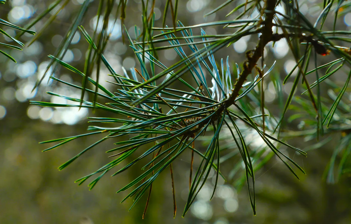 Фото обои tree, pine, twig