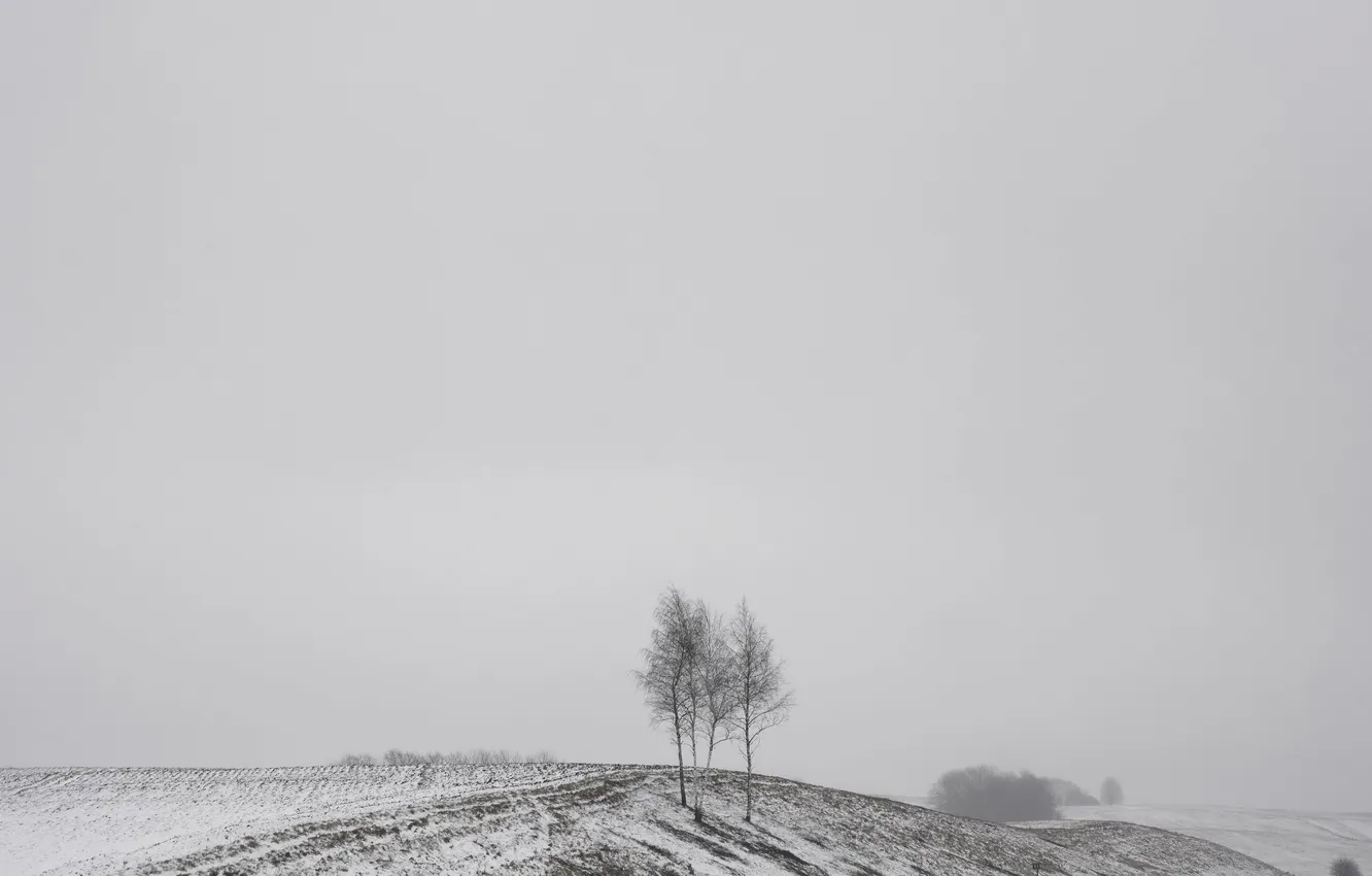 Фото обои зима, поле, берёзы