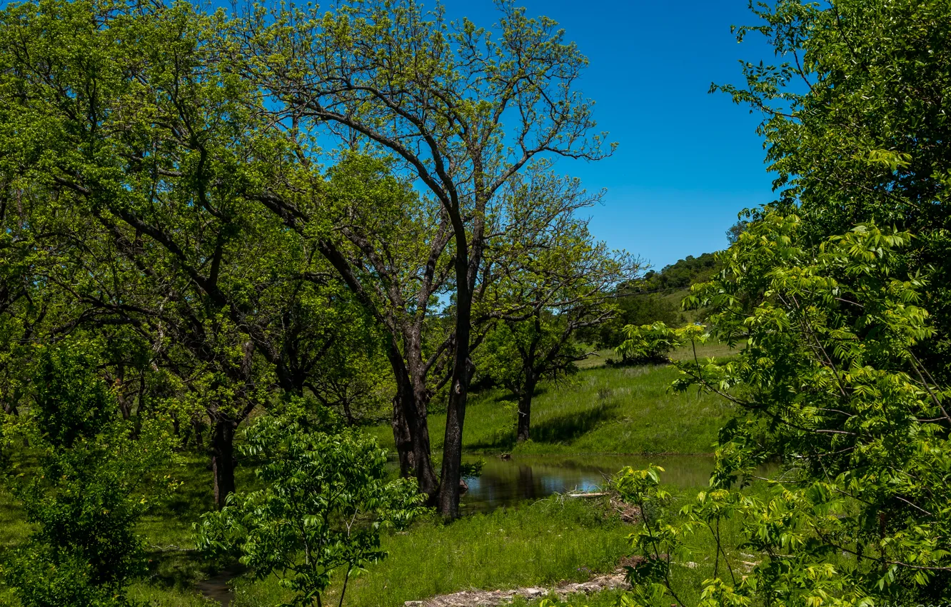 Фото обои зелень, лето, небо, трава, солнце, деревья, ручей, США