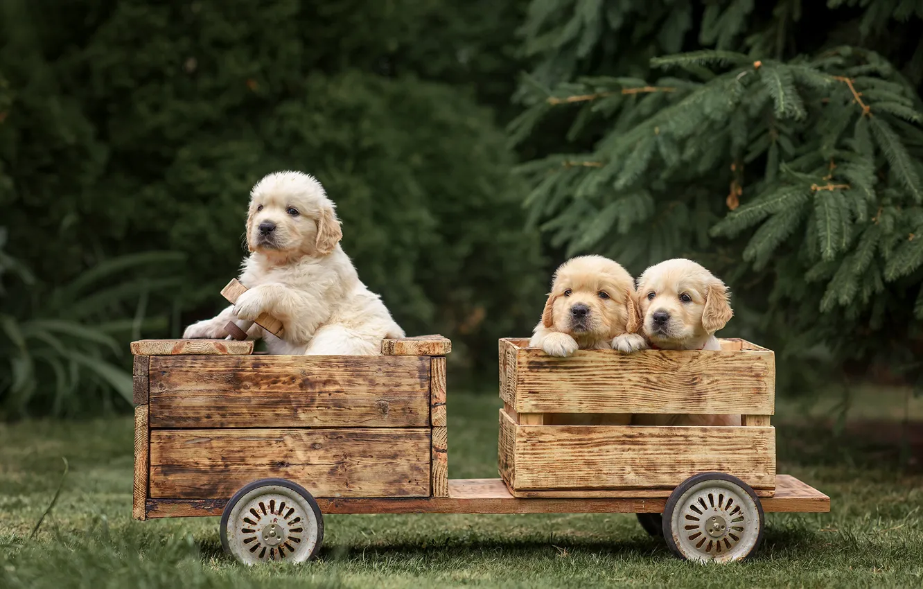 Фото обои собаки, щенки, ящики, Голден ретривер, Золотистый ретривер, Виктория Дубровская