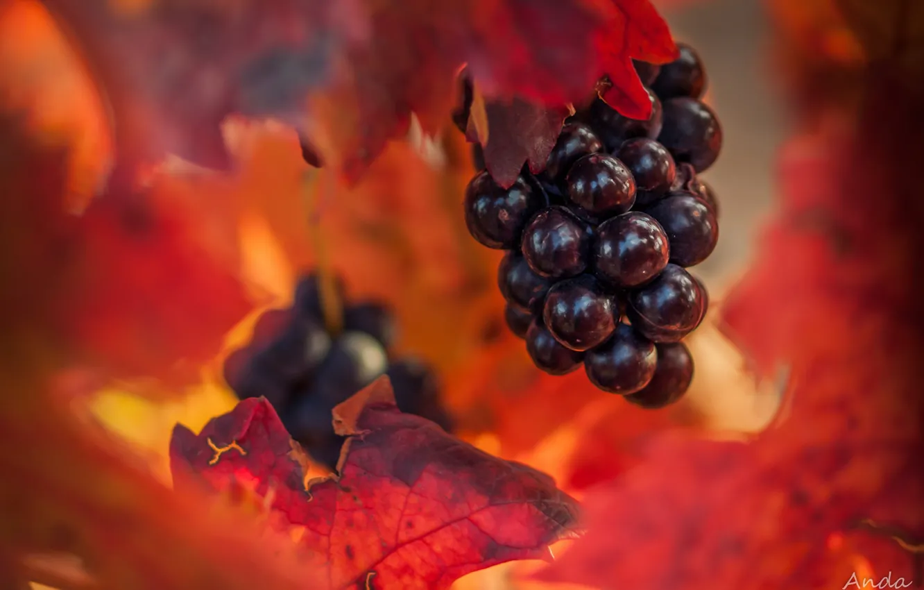 Фото обои осень, листья, виноград, гроздь, боке