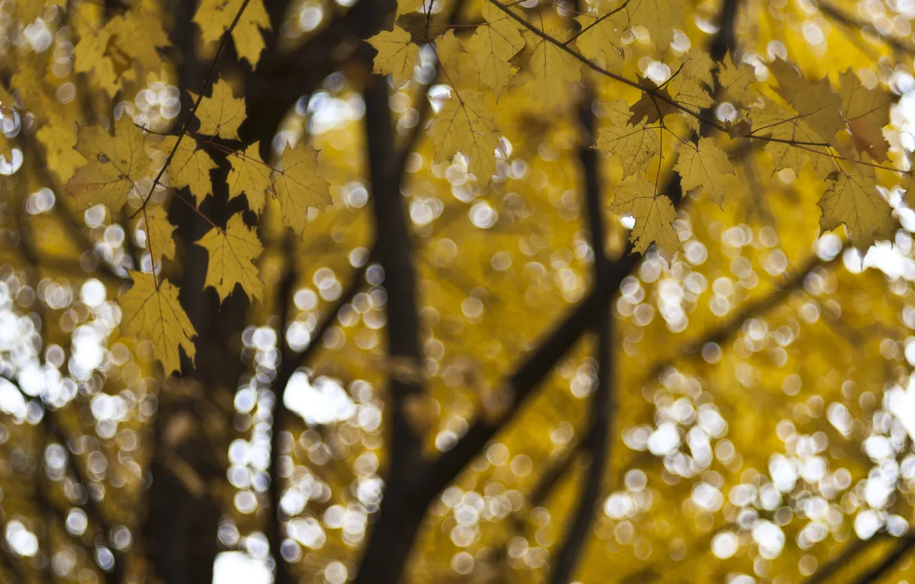 Фото обои осень, листья, макро, блики, фокус, Дерево, желтые, размытость