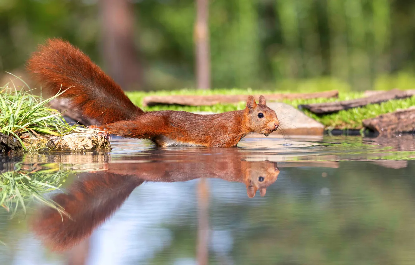 Фото обои взгляд, вода, поза, отражение, белка, водоем, бережок