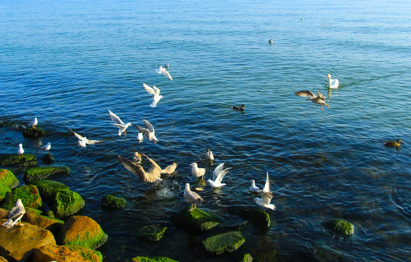 Фото обои sea, water, birds