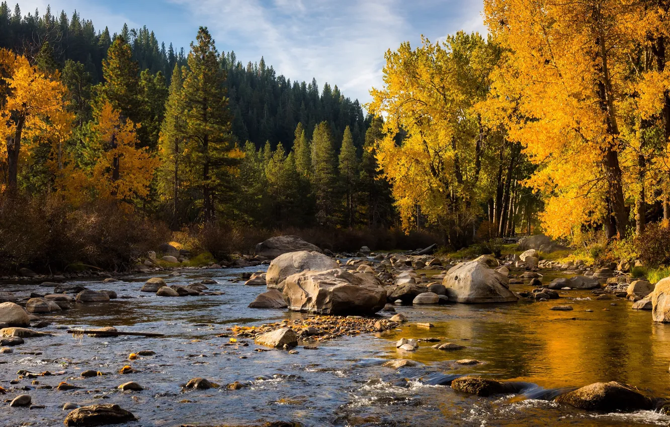 Фото обои осень, лес, камни, речка