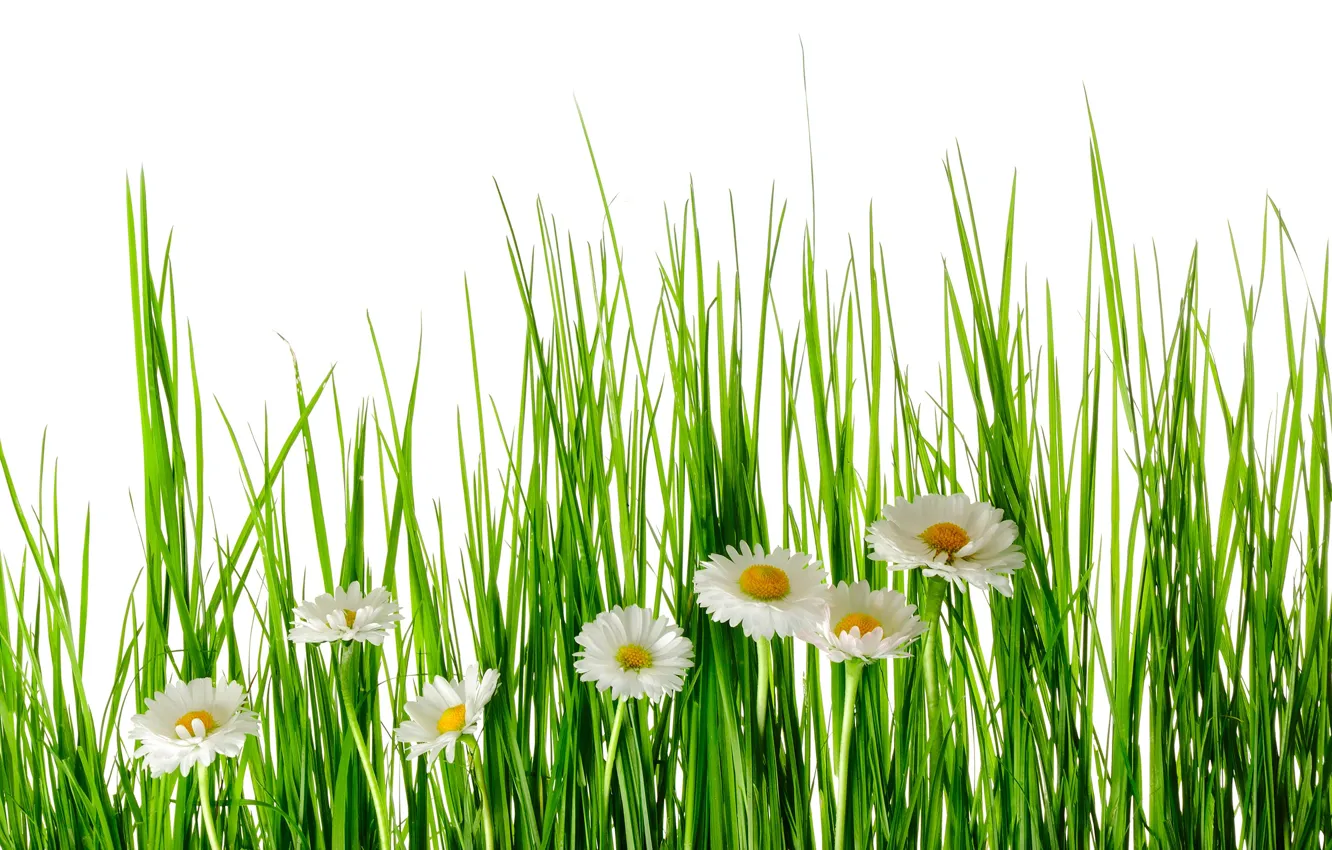 Фото обои зелень, лето, трава, цветы, ромашки, белый фон