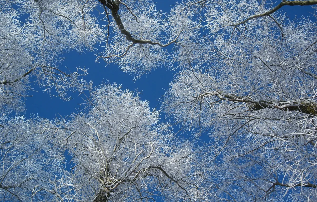 Фото обои зима, иней, деревья, утро, мороз, Meduzanol ©