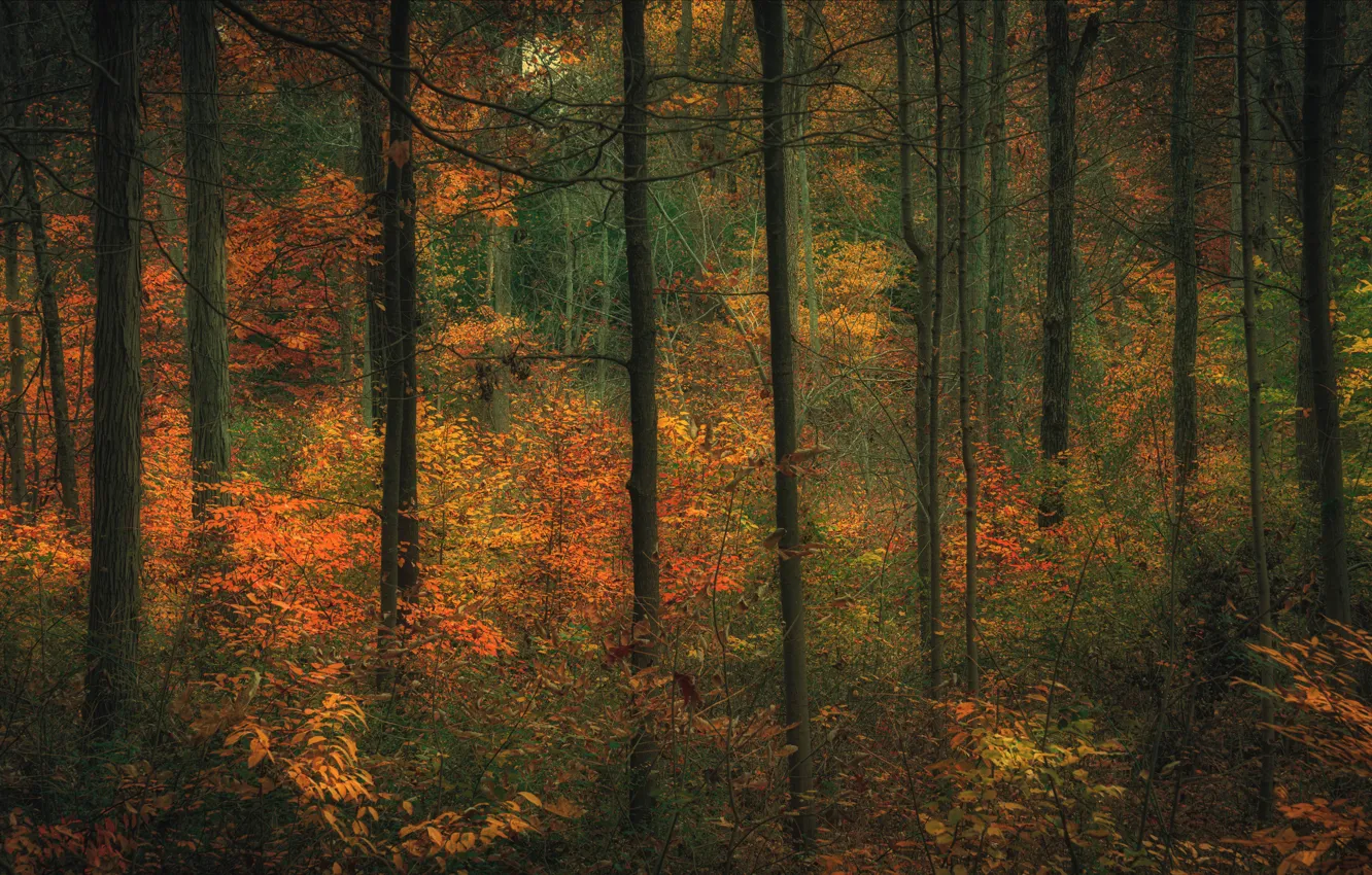 Фото обои осень, лес, деревья, ветки, заросли, стволы, листва, кусты