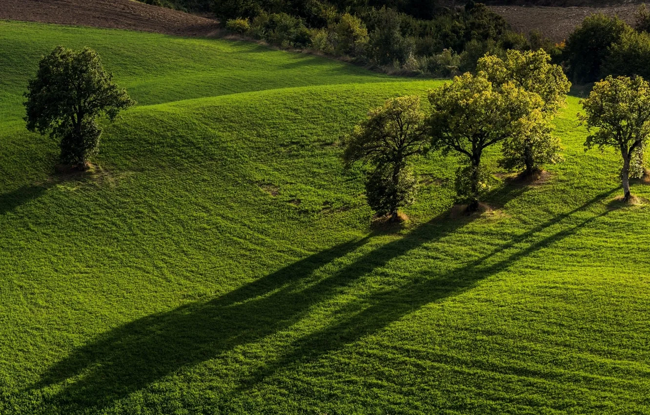 Фото обои деревья, поля, Италия, Italy, Marche, Марке, Monti Sibillini National Park, Национальный парк Монти-Сибиллини