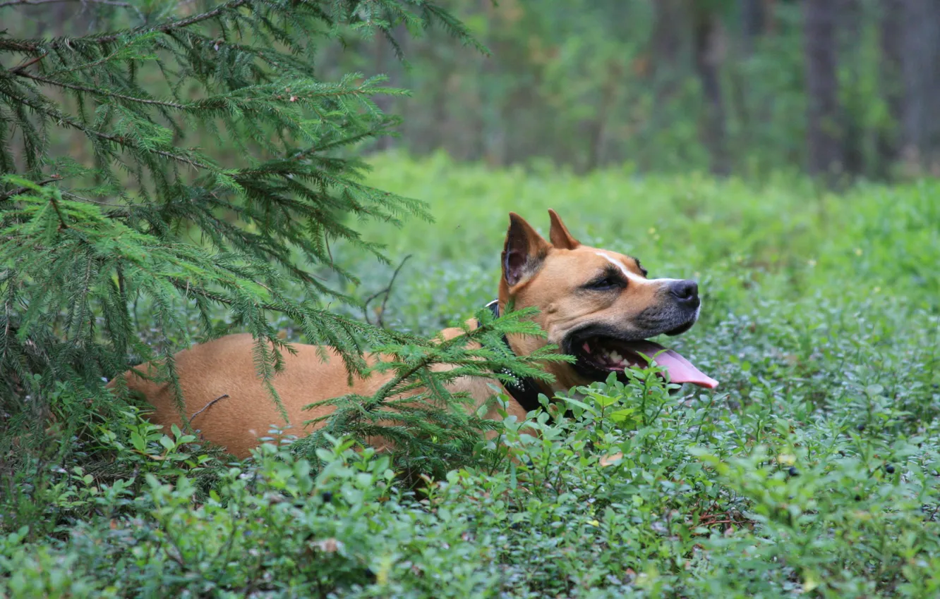 Фото обои лес, собаки, животное, собака, лежит, в чернике, стафордширский терьер, под елью